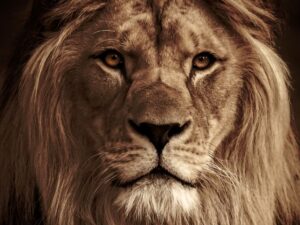 The Subtlety of Pride