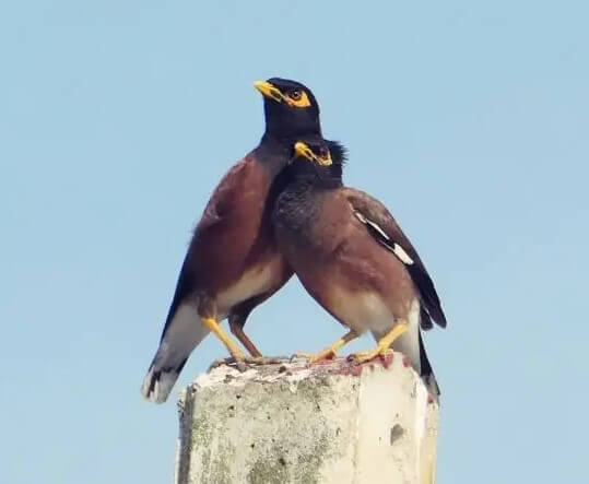 Birds on a Wire
