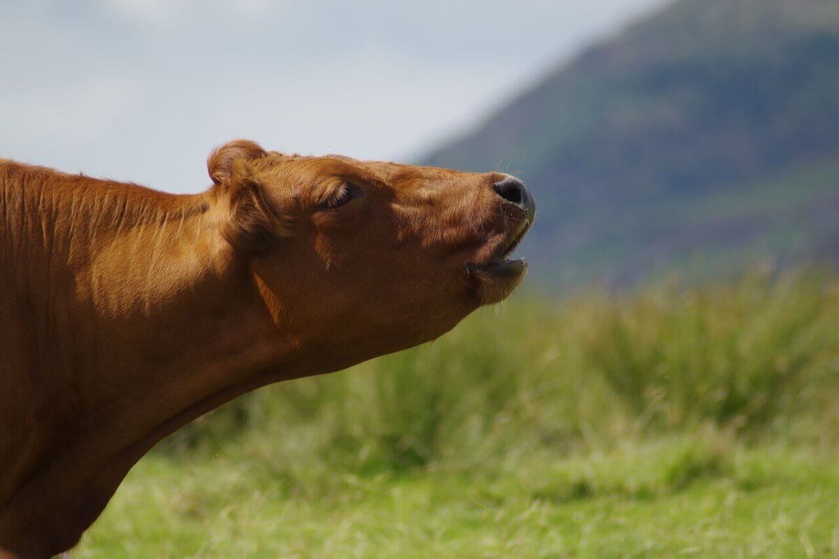 The Cows Of Bashan Are Lowing